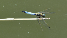 Blaugrüne Mosaikjungfer (15).jpg